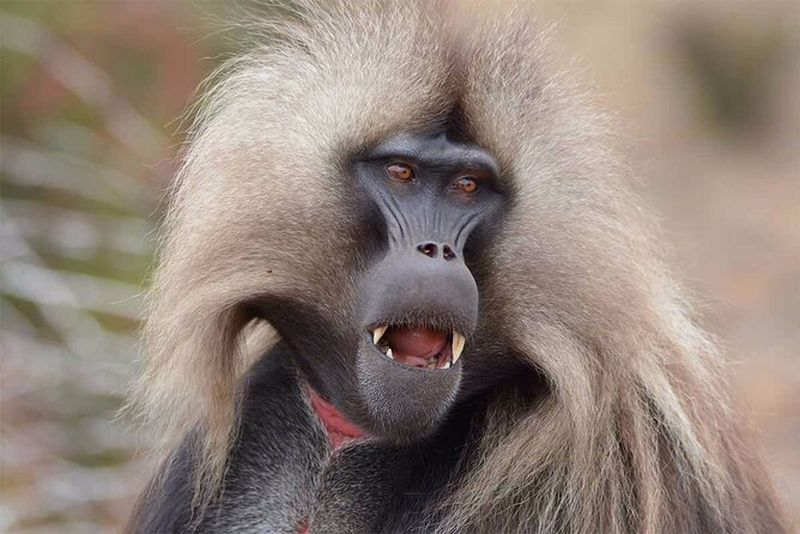 Billet Excursion au monastère historique Debre Libanos depuis Addis-Abeba