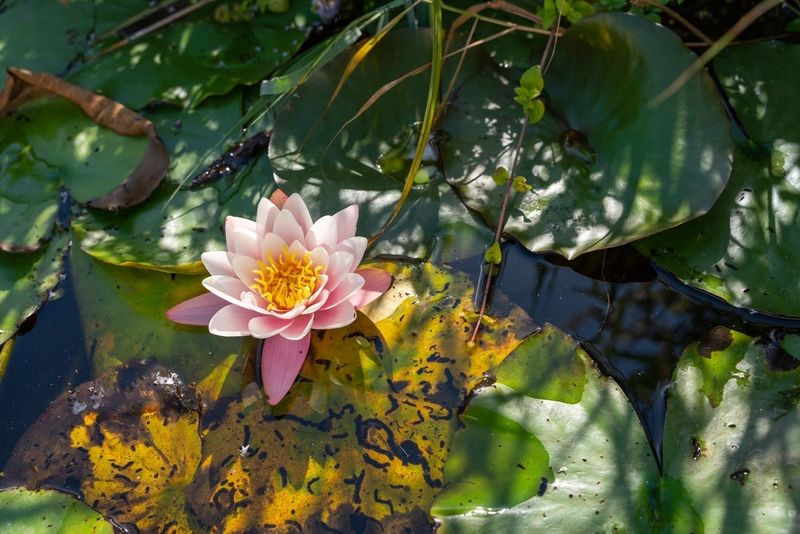 Billet Excursion en canoë de 2 heures dans le Waterland avec un guide local
