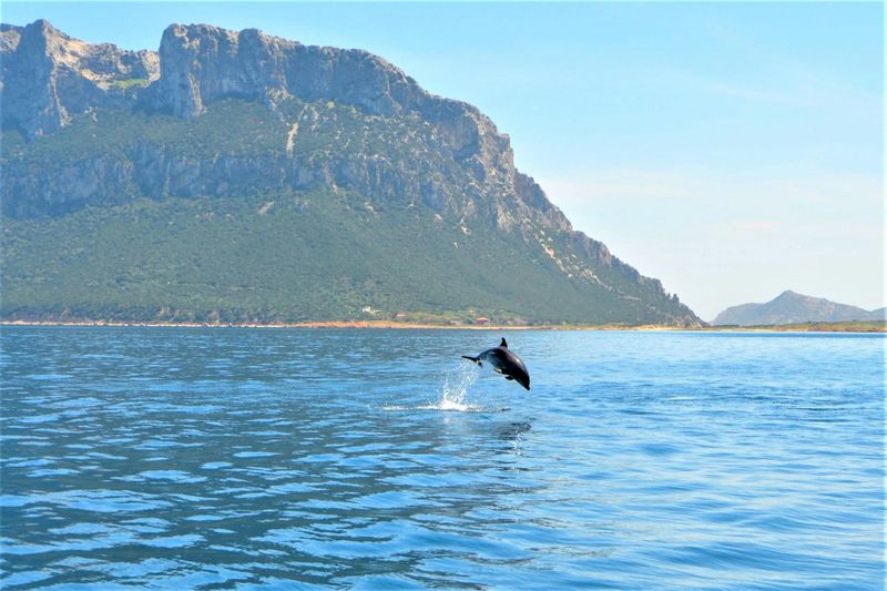 Billet Observation des dauphins en canot pneumatique sur l'île de Figarolo à partir d'Olbia