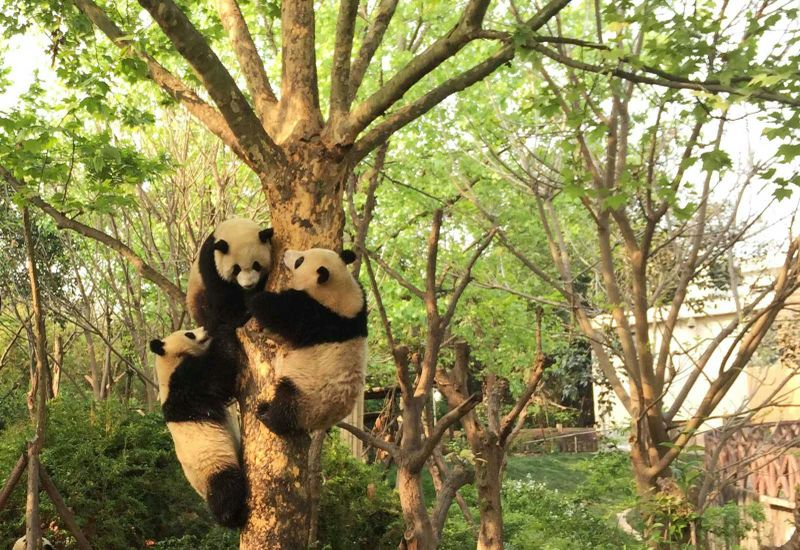 Billet Visite privée d'une journée de la base du panda géant et des points forts de la ville