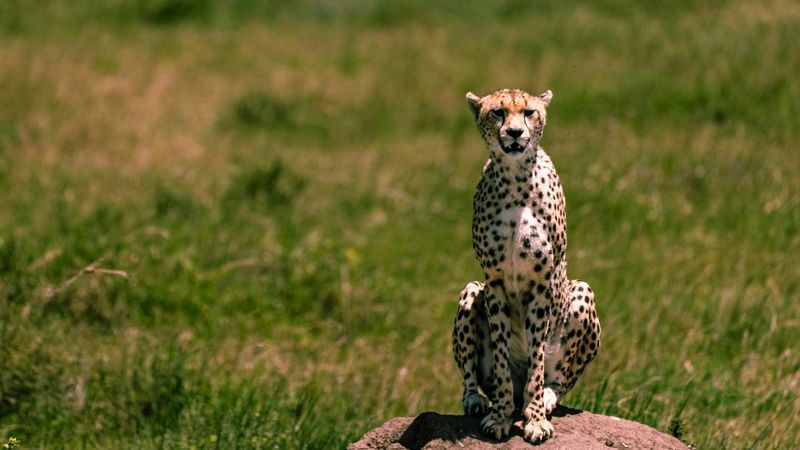 Billet Safari privé de deux jours dans le parc national du Serengeti avec safari de nuit