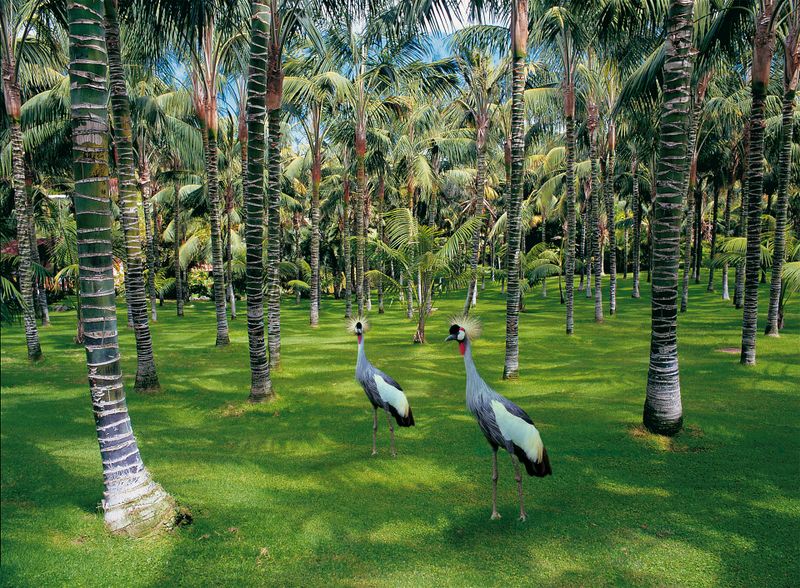 Billet Tickets Loro Parque avec repas le midi au restaurant Brunelli's