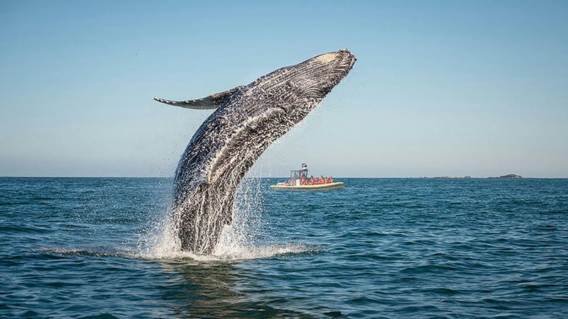 Billet Croisière d'observation des baleines en zodiac dans Charlevoix