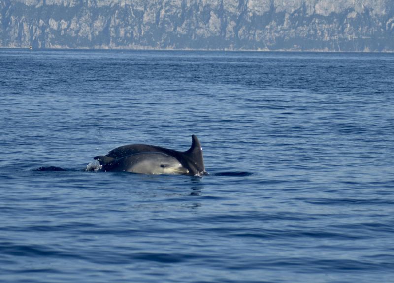 Billet Observation des dauphins de Bados à Figarolo en compagnie d'un biologiste marin