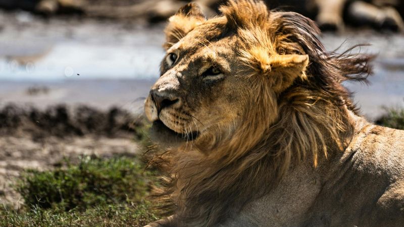Billet Safari d'une journée dans le parc national de Mikumi avec vols au départ de Zanzibar