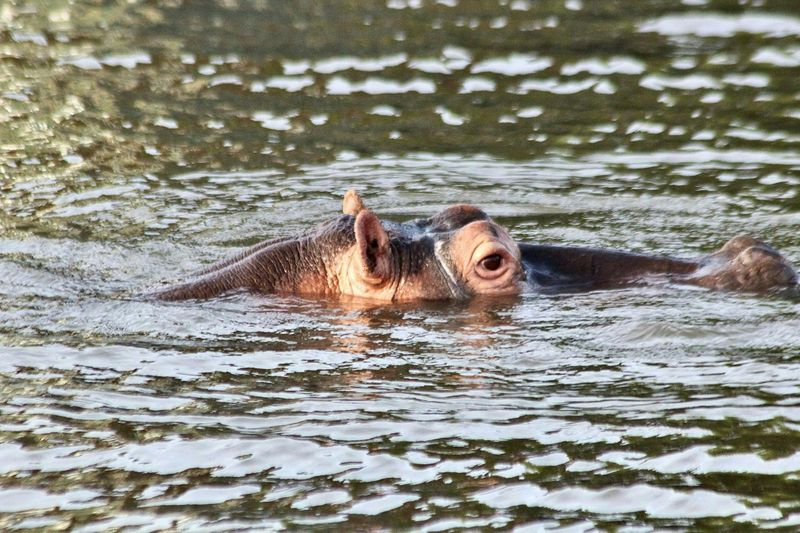 Billet Sainte-Lucie iSimangaliso Wetland Park safari et croisière au départ de Durban