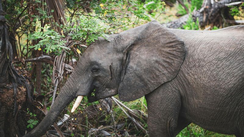 Billet Safari premium de deux jours dans le parc national de Nyerere avec deux safaris en 4x4