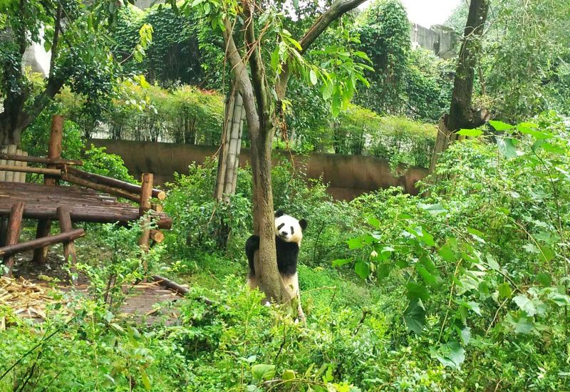 Billet Visite privée d'une journée complète de Panda Base et du Bouddha géant de Leshan