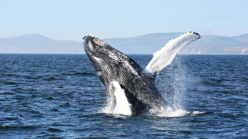 Billet Journée d'observation des baleines au départ de Québec