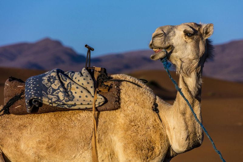 Billet Safari à dos de chameau à Agadir