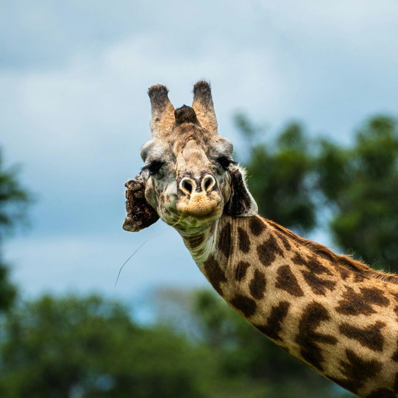Billet Safari privé d'une journée dans le parc national de Mikumi avec vols