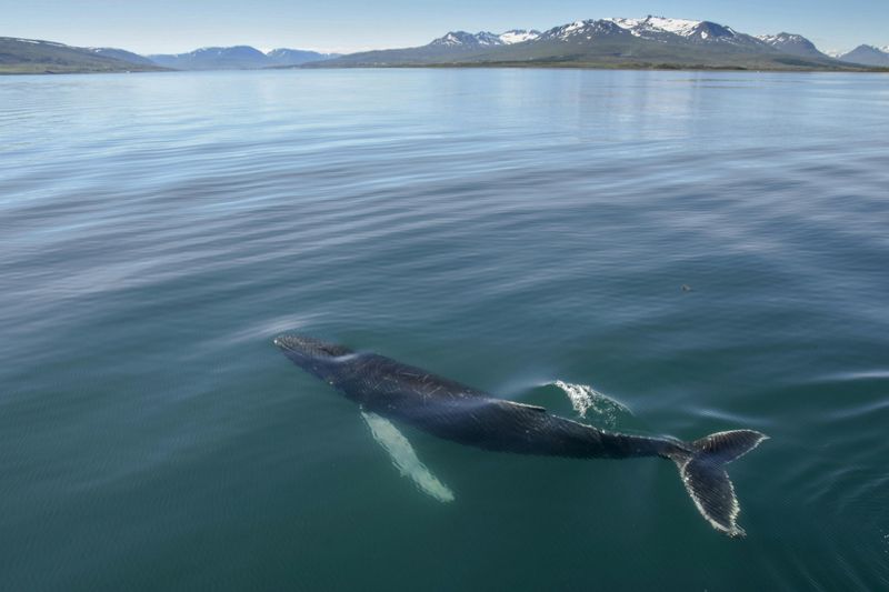 Billet Akureyri - Observation des baleines au soleil de minuit