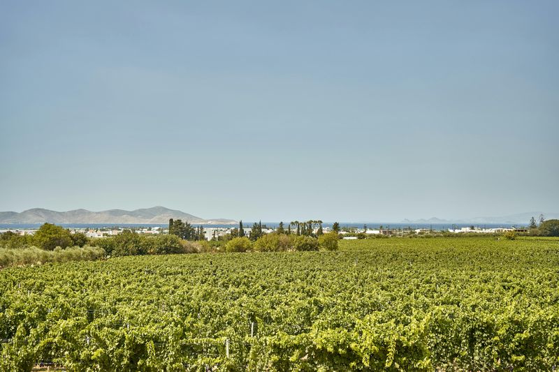 Billet Déjeuner léger dans un vignoble de Kos