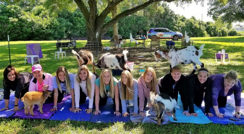 Billet Cours de yoga de chèvre avec mimosa et visite d'une ferme à Houston