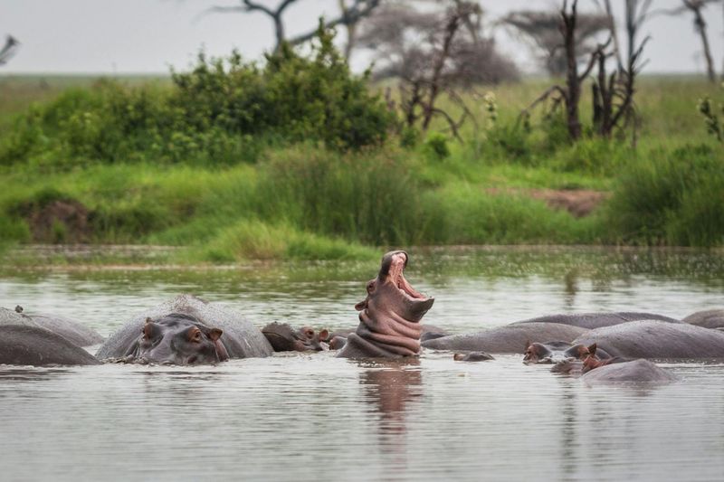 Billet Safari de 2 jours dans le parc national de Nyerere avec vol depuis Zanzibar
