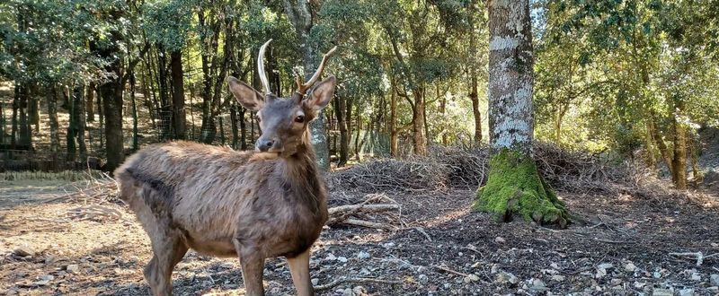 Billet Randonnée guidée sur le sentier des cerfs dans le parc Sette Fratelli