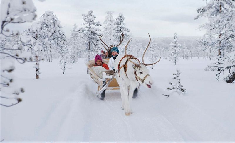 Billet Safari aux rennes sur la piste forestière