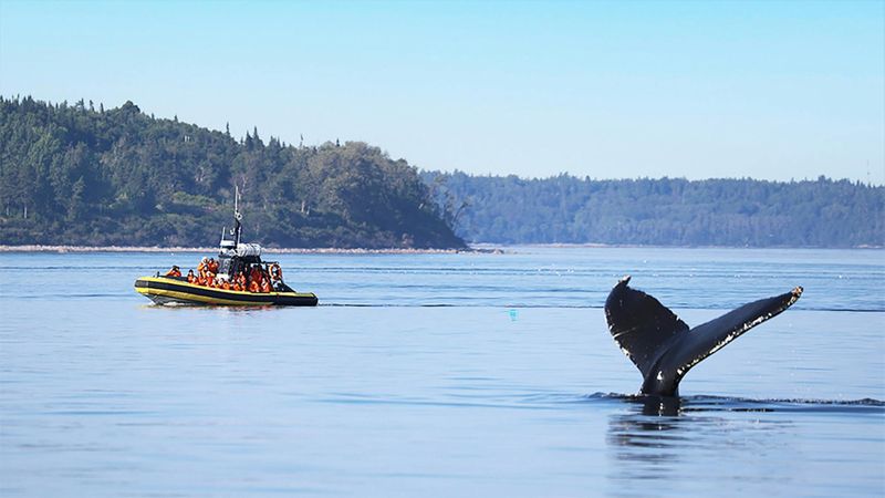 Billet Croisière d'observation des baleines à Tadoussac en zodiac