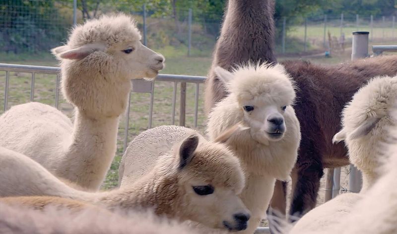 Billet Randonnée avec alpagas et lamas à Mödling Vienne