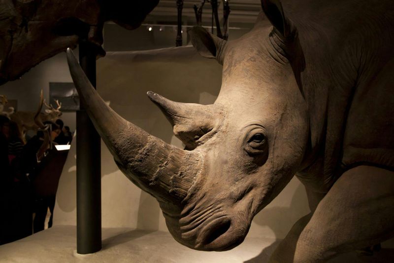 Billet Visite audioguidée intégrée au Musée national d'Écosse