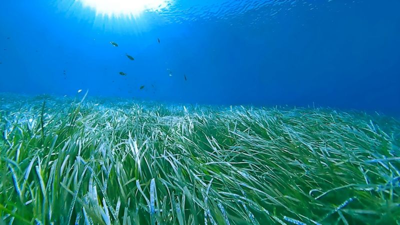 Billet Plongée guidée avec tuba pour découvrir les herbiers de posidonies