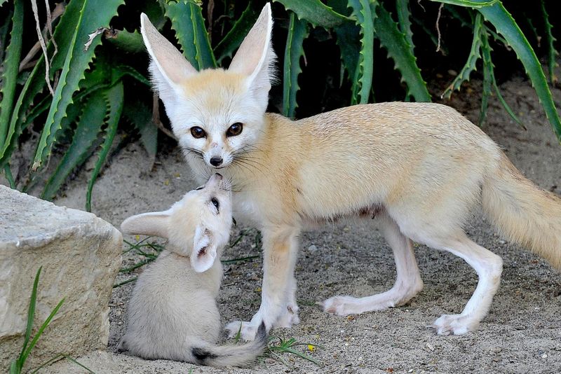 Billet Bioparco, le zoo de Rome billet d'entrée incluant le goûter