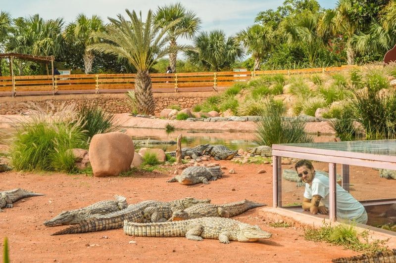 Billet Excursion matinale à Crocoparc et chèvres grimpantes aux arbres depuis Agadir ou Taghazout