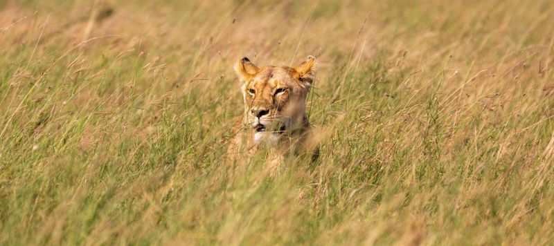 Billet Serengeti, Ngorongoro, Tarangire Safari de 4 jours avec montgolfière