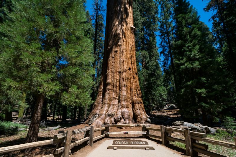 Billet Visite audioguidée en voiture de Sequoia et Kings Canyon