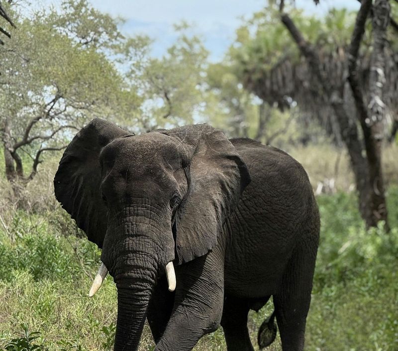 Billet Safari d'une journée dans le parc national de Nyerere avec vols au départ de Zanzibar