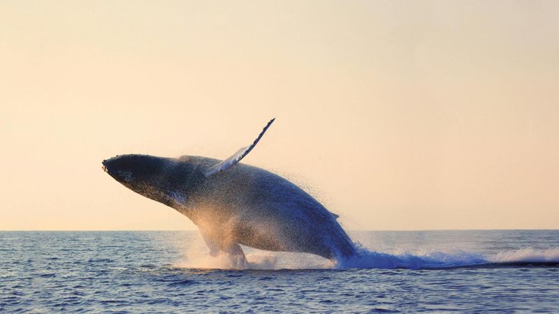 Billet Croisière d'observation des baleines dans Charlevoix