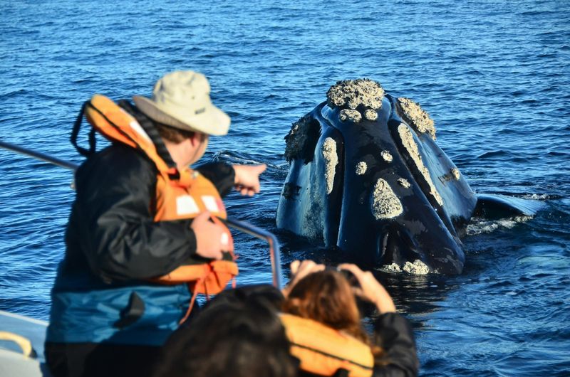 Billet Excursion d'observation des baleines et de la péninsule Valdés au départ de Puerto Madryn