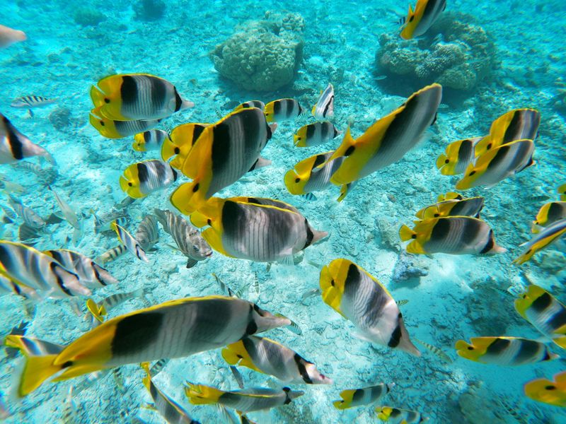 Billet Excursion en bateau à fond de verre à Bora Bora