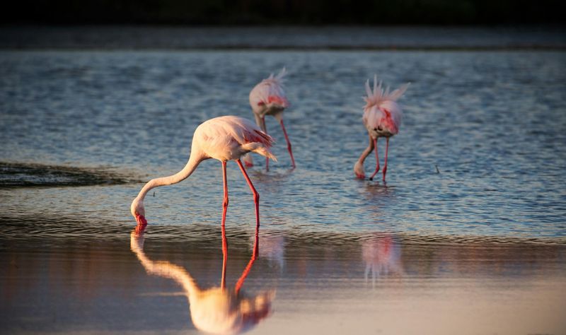 Billet Tour à vélo de l'oasis des flamants roses