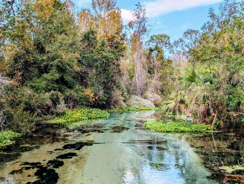 Billet Descente de la rivière Rock Springs et Apopka Wildlife Trail avec prise en charge à l'hôtel