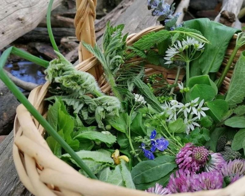Billet Randonnée guidée de Konstanz à la recherche de plantes sauvages en allemand