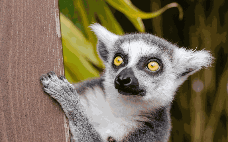 Billet Billets d'entrée et transfert au zoo de Cracovie