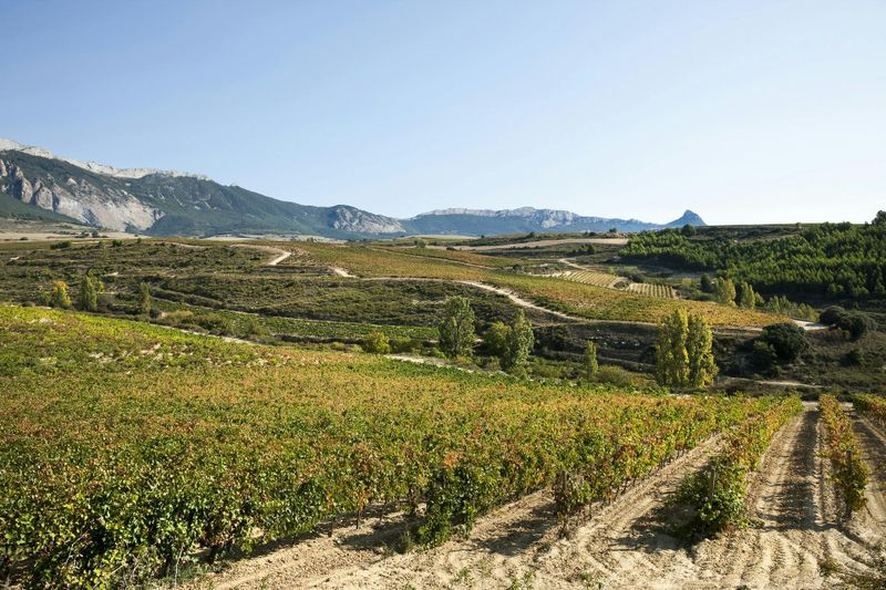 Billet Visite de deux vignobles de La Rioja depuis Logroño avec dégustation et tapas