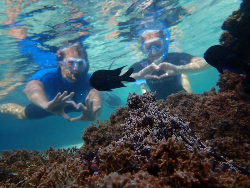 Billet Excursion de plongée en apnée au Portugal