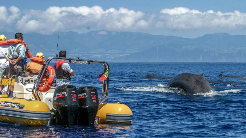 Billet Observation des baleines des Açores et excursion en bateau sur les îlots