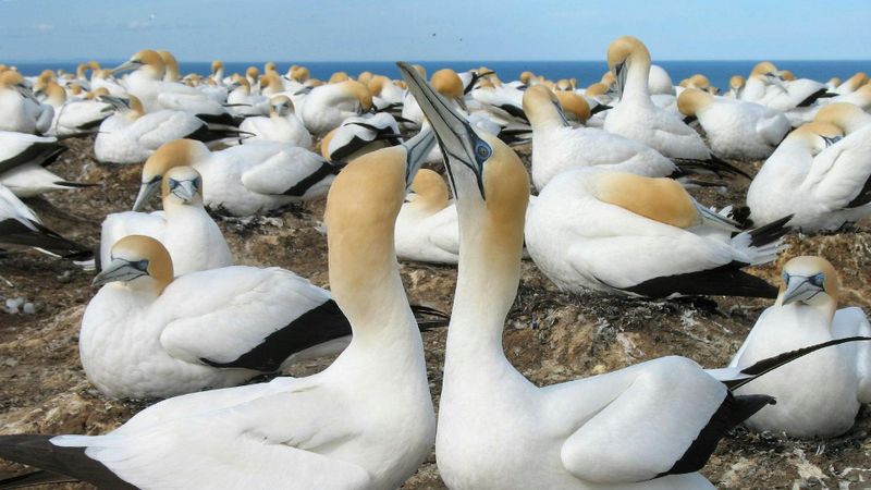 Billet Visite écologique de la plage de Muriwai et de Gannet avec dégustation de vin