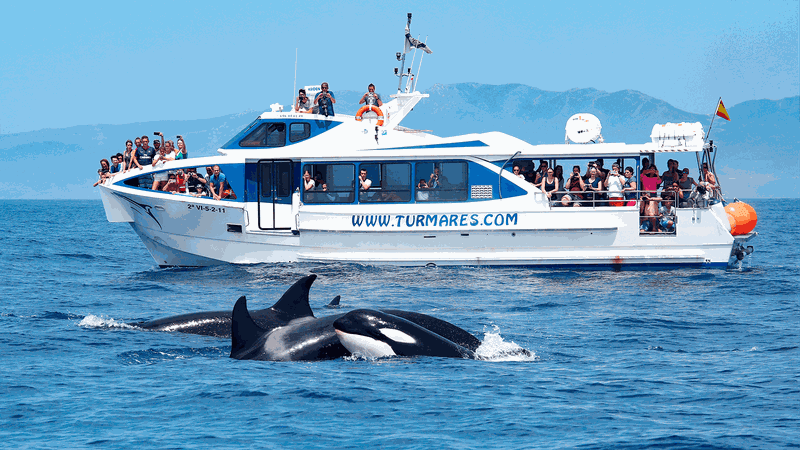 Billet Excursion d'observation des baleines de 3 heures à Tarifa et recherche d'orques