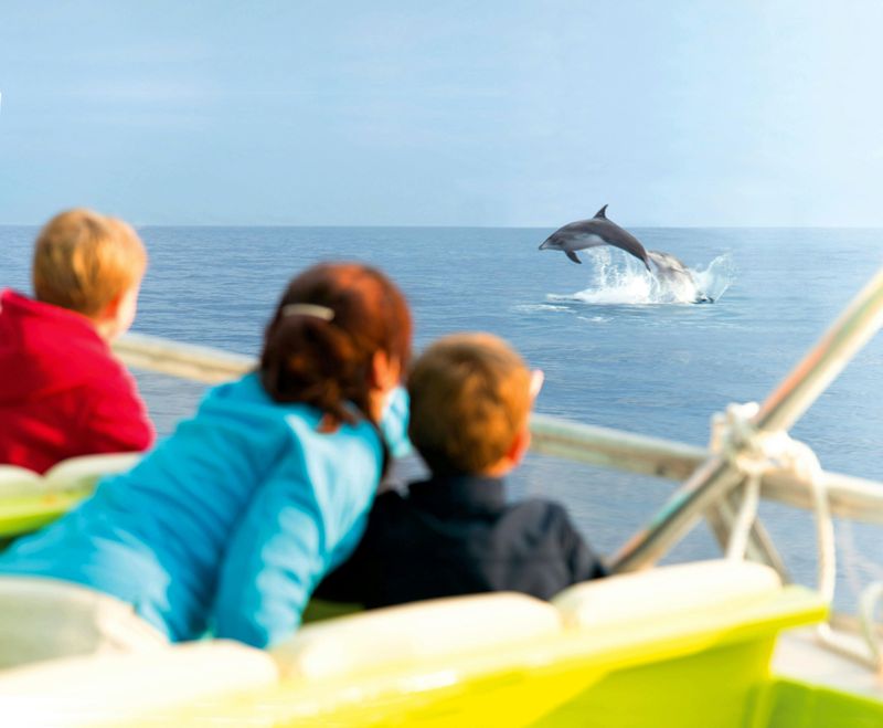 Billet Excursions d'observation des dauphins à Alvcudia avec Brisas