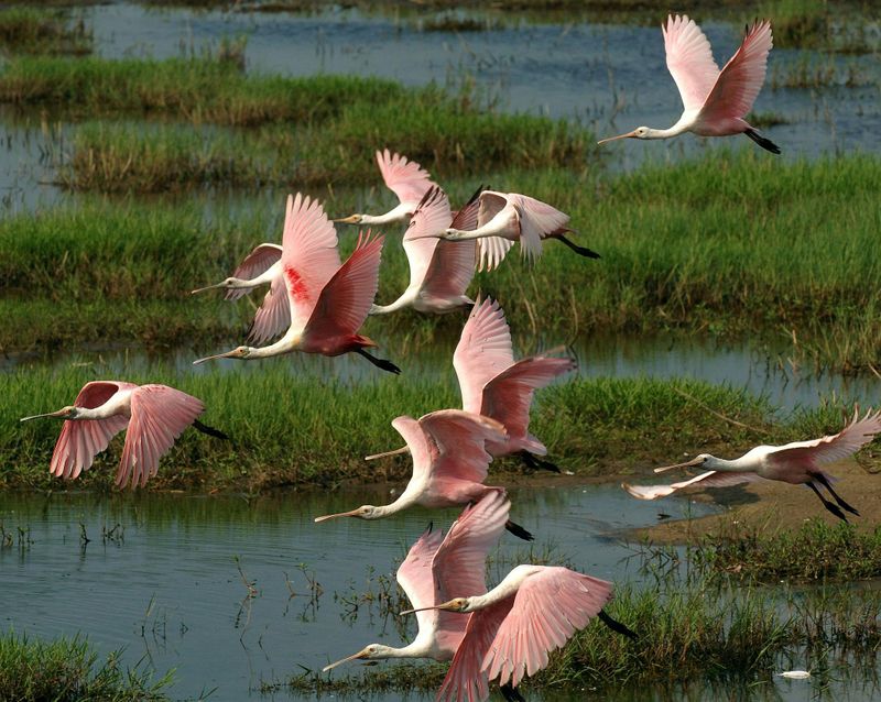 Billet Excursion d'une journée complète au parc national des Everglades avec randonnée à sec