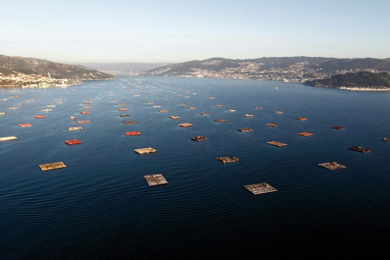 Billet Excursion en catamaran dans l'estuaire de Vigo avec dégustation de moules et de vin