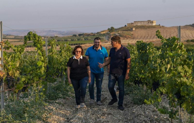 Billet Dégustation de vin et d'huile d'olive extra vierge dans la campagne d'Agrigente