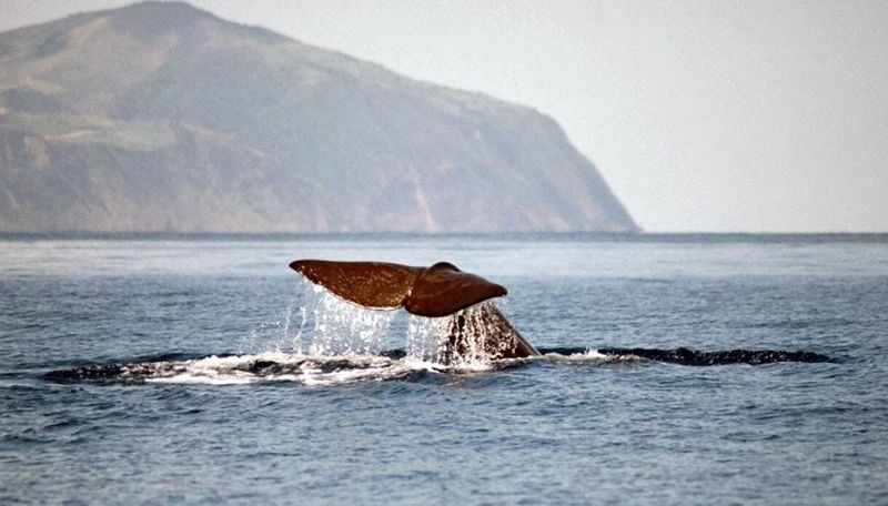 Billet Circuit en catamaran d'observation des baleines à São Miguel