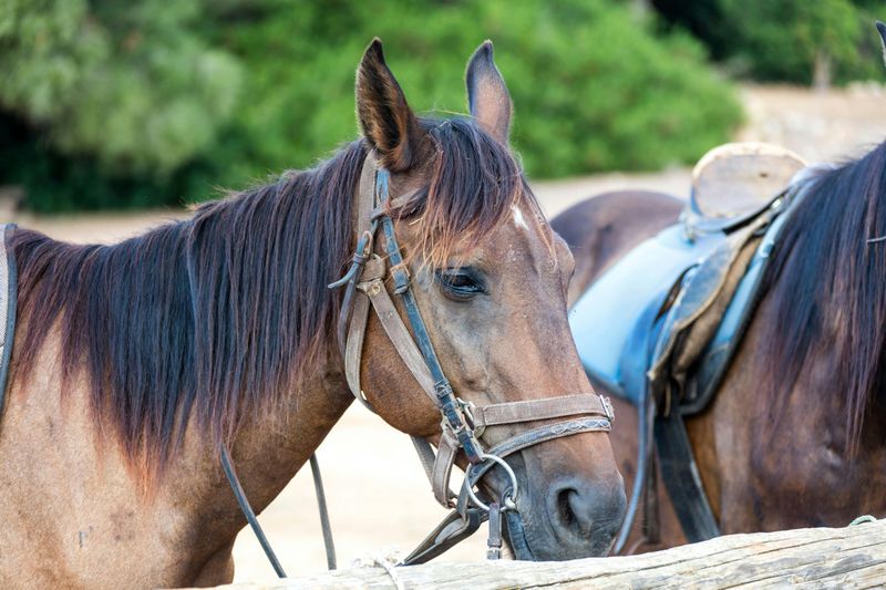 Billet Balade à cheval à l'Aldosa