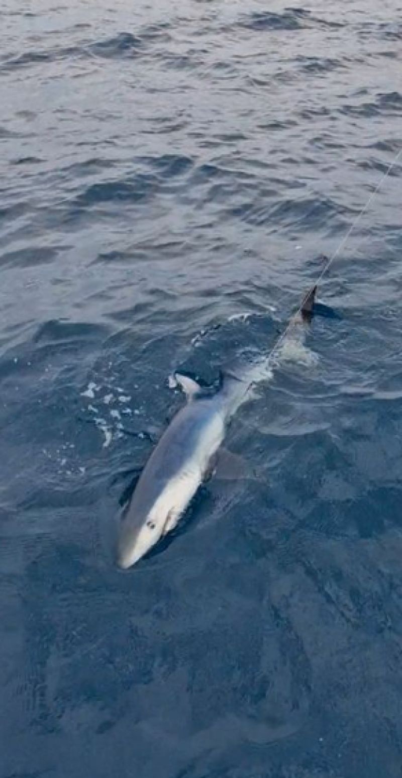 Billet Location de bateau - Ocqueteau Ostrea 700 T-Top (Motorboat)