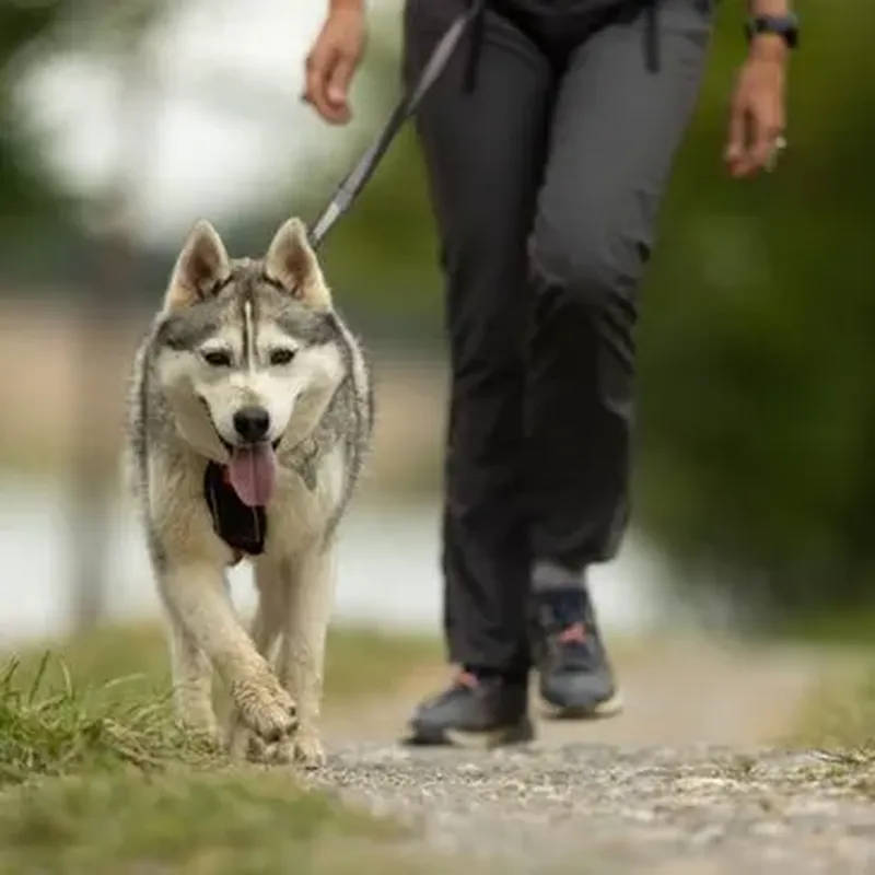 Billet Balade en Cani-Rando près de Bagnères-de-Luchon